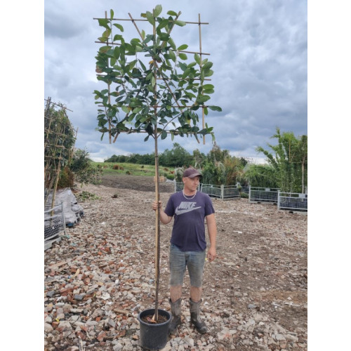 Laurel Pleached Prunus Laurocerasus 'Caucasica' Pleached 1.8m stem (8-10cm girth) 120cm wide x 140cm tall frame