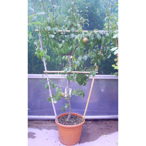 Fruit trees: Apple 4 foot trellis