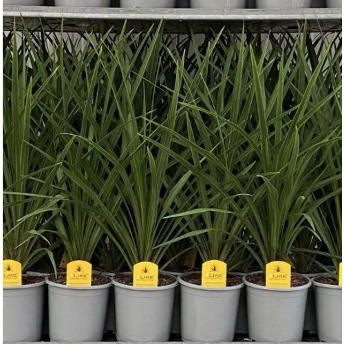 Cordyline Peko, 2L Pot