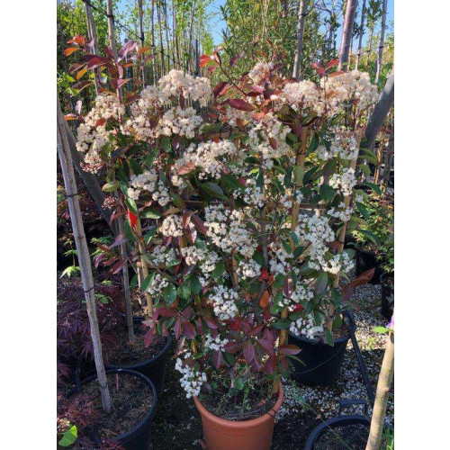 ESPALIER: PHOTINIA SER. RED ROBIN 120x85