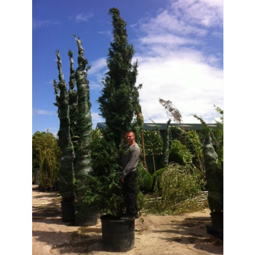 Leylandii Green Large, 550cm - 600cm (19ft - 20ft) Plant Height