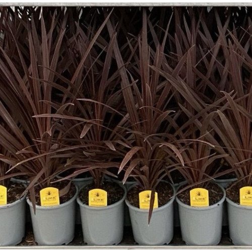 Cordyline Red Star, 2L Pot