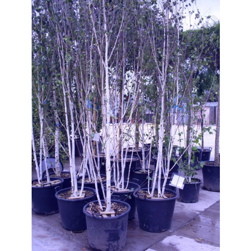 Silver Birch 2-3 stem (Betula Alba Verracosa) Ranges from 400-500cm 13-17ft ft planted height