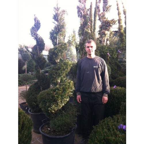 Taxus Baccata Spiral, 240cm (8ft) including pot