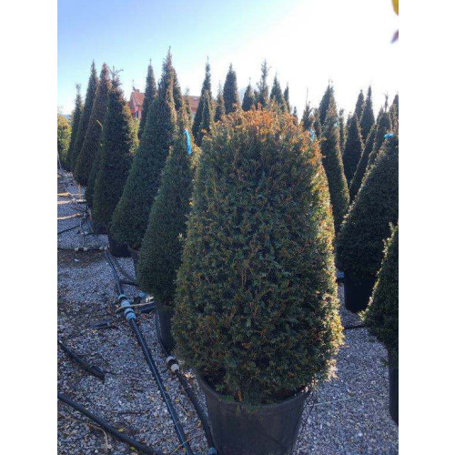 Taxus Baccata 'Beehive' 150cm planted height, 70 lt pot