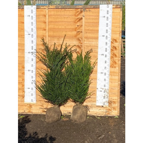 Hedging Taxus Baccata Rootballed 100-120cm plant height - TAKING ORDERS FOR AUTUMN 2025