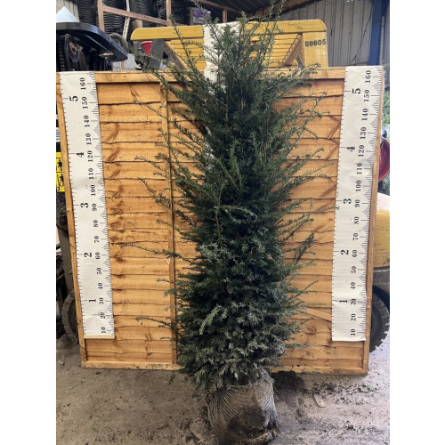 Hedging Taxus Baccata Rootballed 175-200cm plant height - TAKING ORDERS FOR AUTUMN 2025