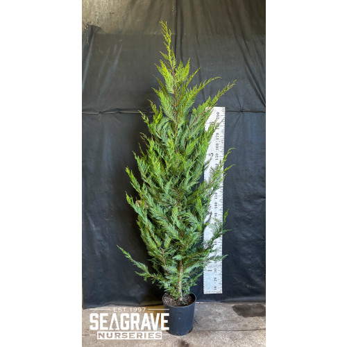Leylandii Green, 210cm-250cm (7ft - 8ft) Planted Height, 18L