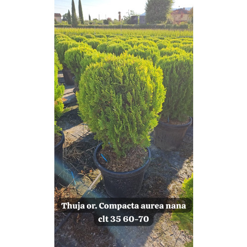 Thuja Orientalis Aurea Nana Ball, 60-70cm Diameter, 35lt Pot