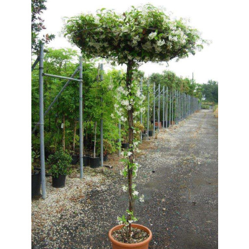 UMBRELLA STAR JASMINE H 190-200cm D 90-100cm