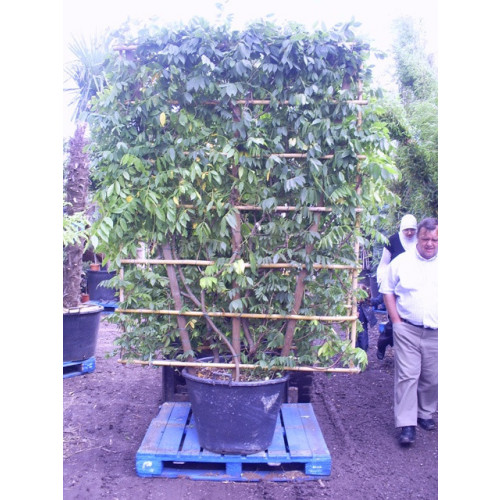 WISTERIA SINESIS ON 7ft x 5ft TRELLIS