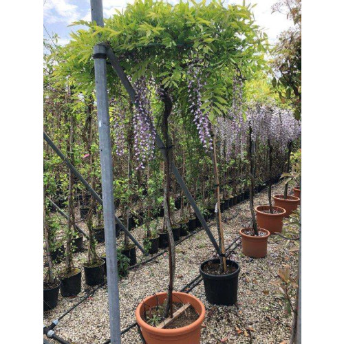 TOP: UMBRELLA WISTERIA 200 D.100