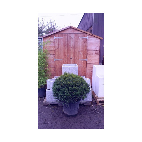 Taxus Baccata Ball, 60cm