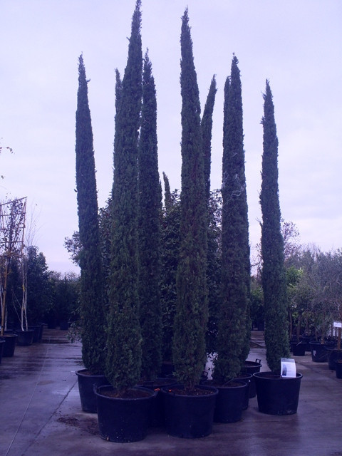 Seagrave Nurseries Italian Cypress Cupressus Sempervirens