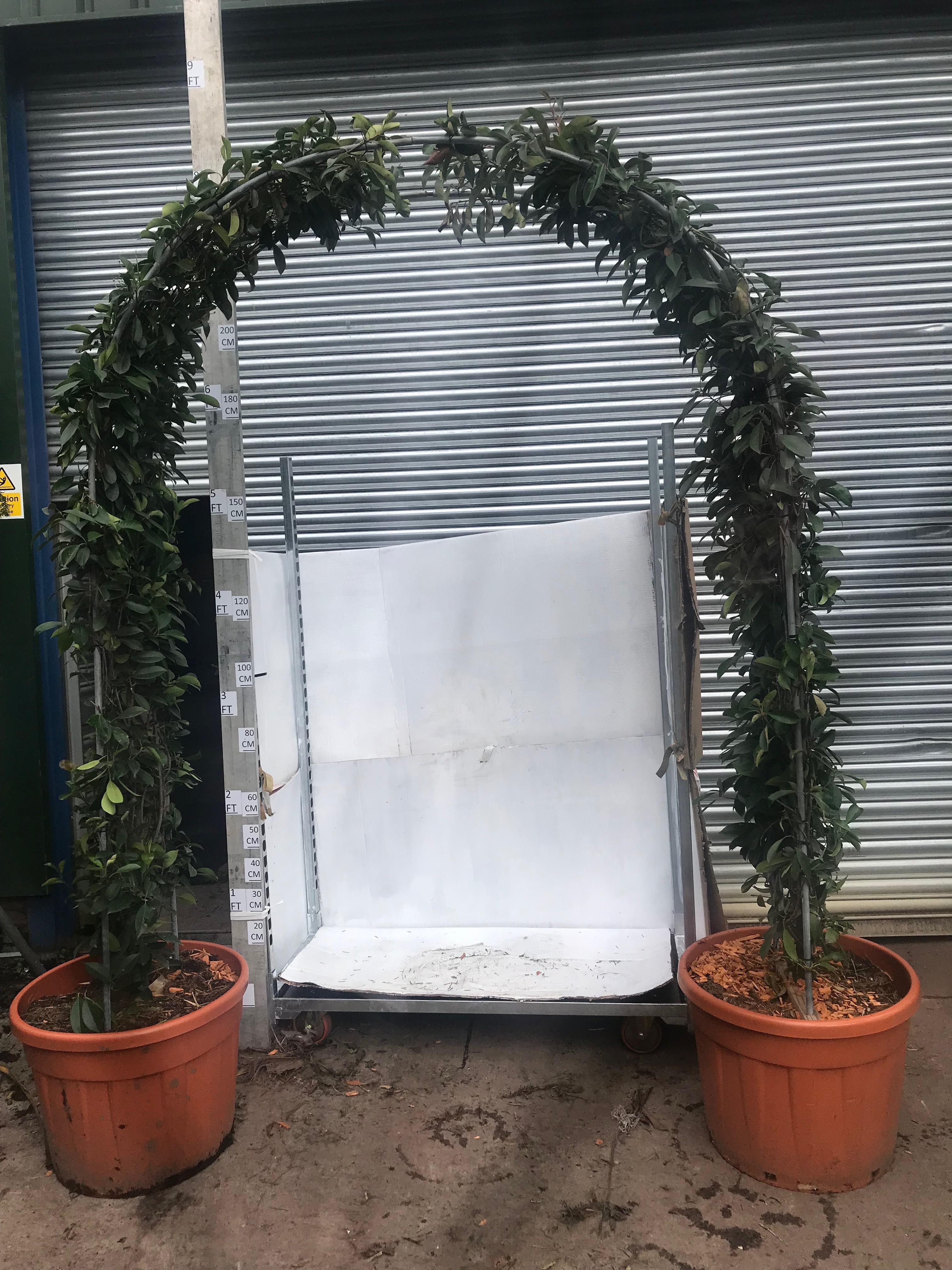 Trachelospermum Jasminoides Arche 250cm x 60L