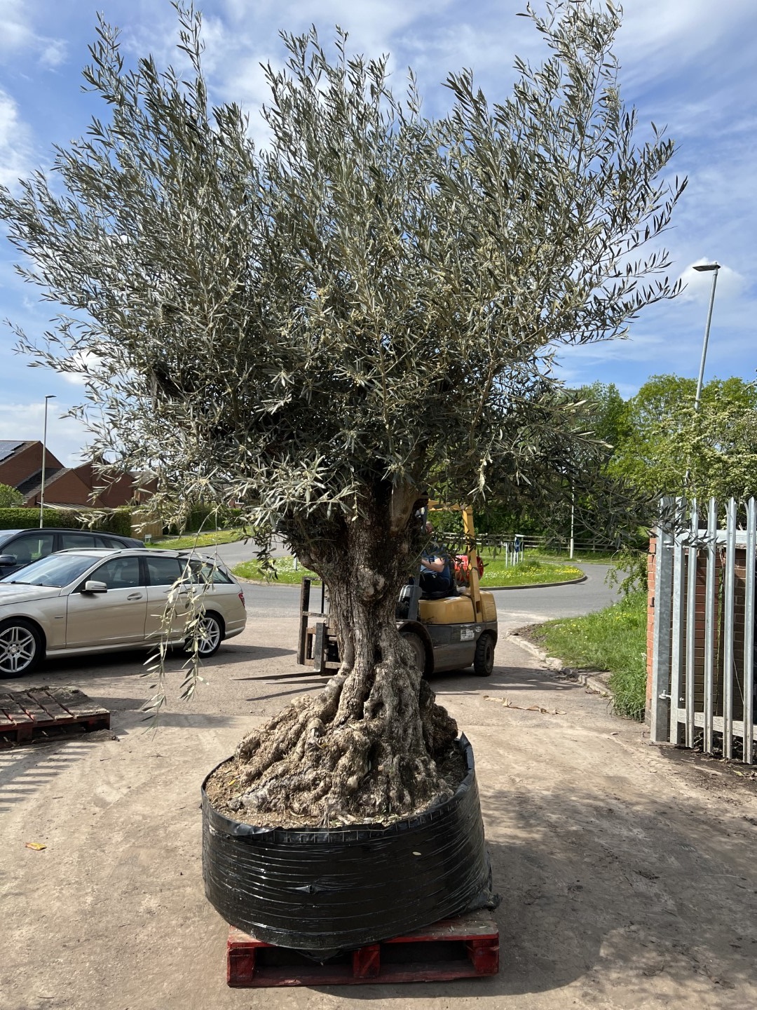 Seagrave Nurseries - Olive Tree - 300cm tall including pot, 180cm girth  gnarled trunk (No. 1)