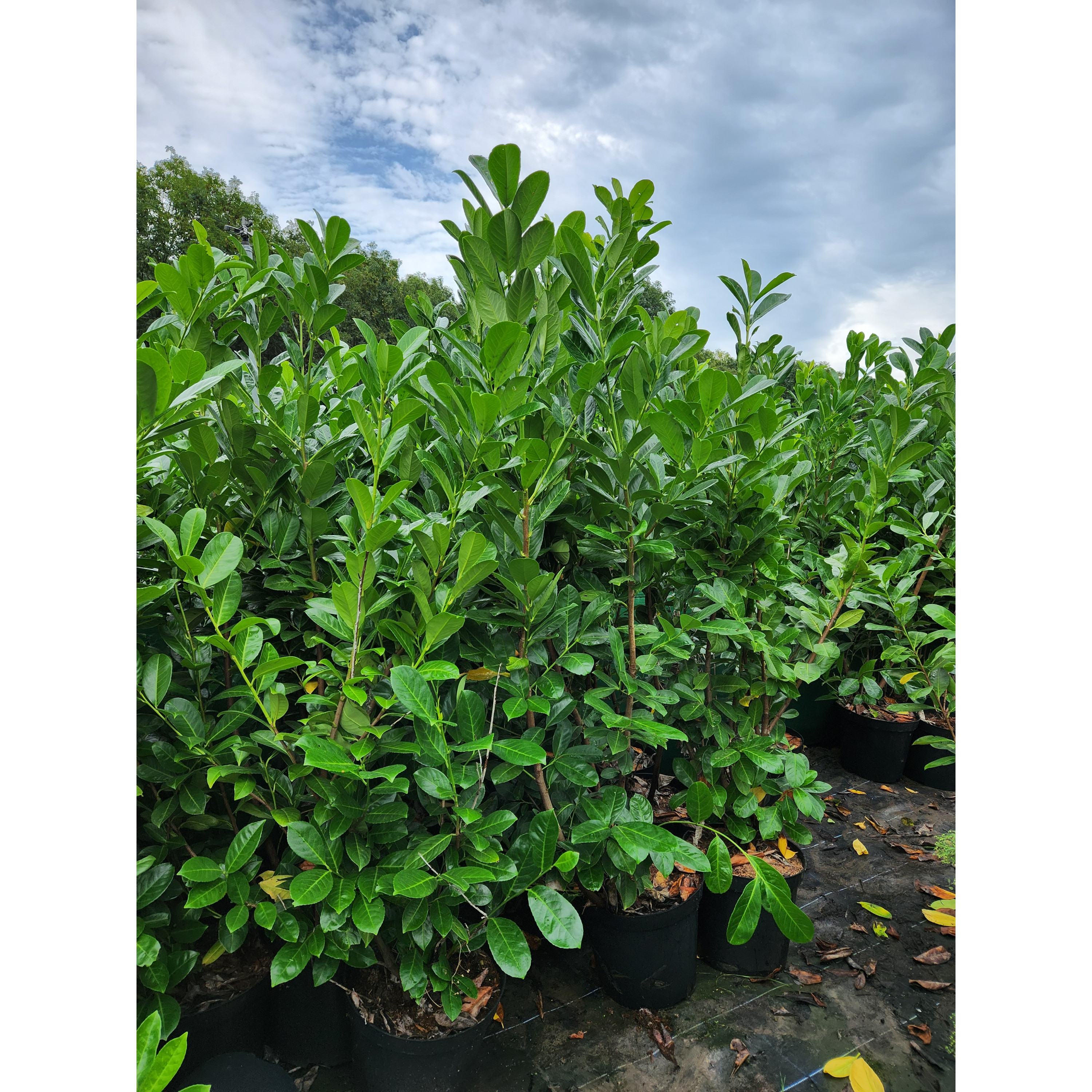 Laurel (Prunus Laurocerasus rotundifolia POTTED 1.8-2 meters planted height excluding pot height 20L - SOLD OUT