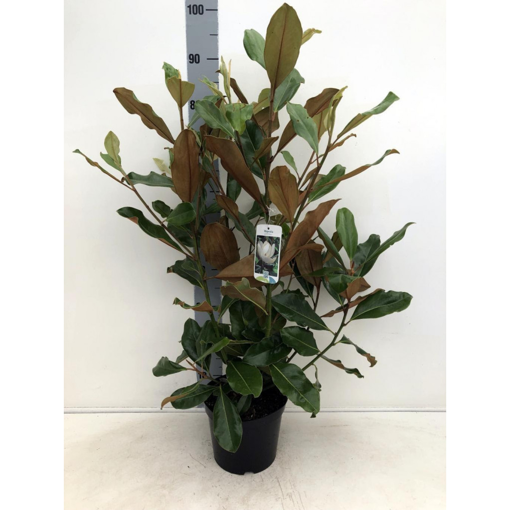 Magnolia Grandiflora 10lt pot 110cm including height of the pot