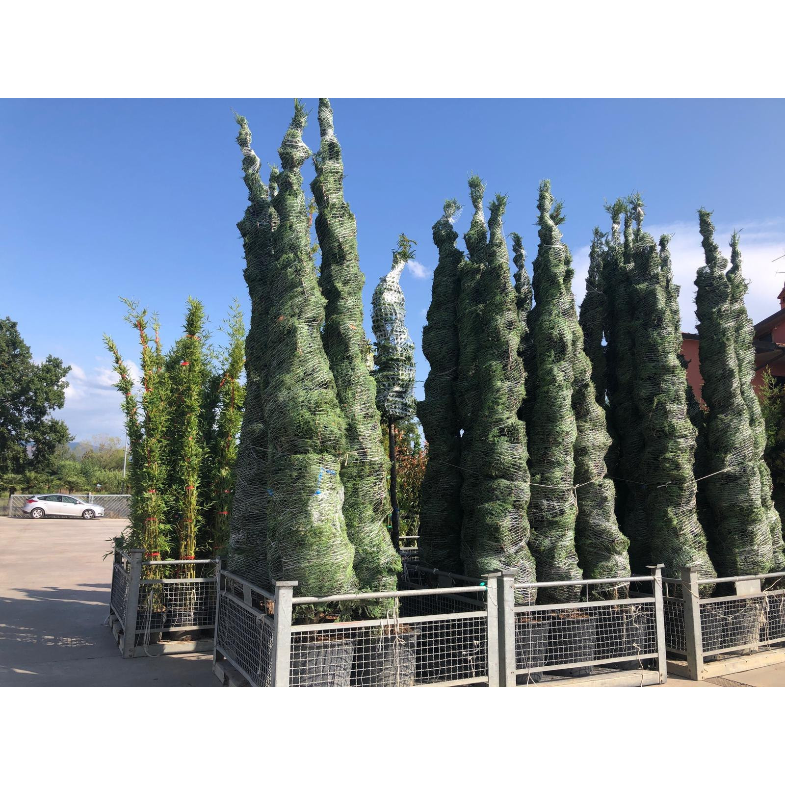 Leylandii Green Large (450-500CM) 15-16FT High Plant Height