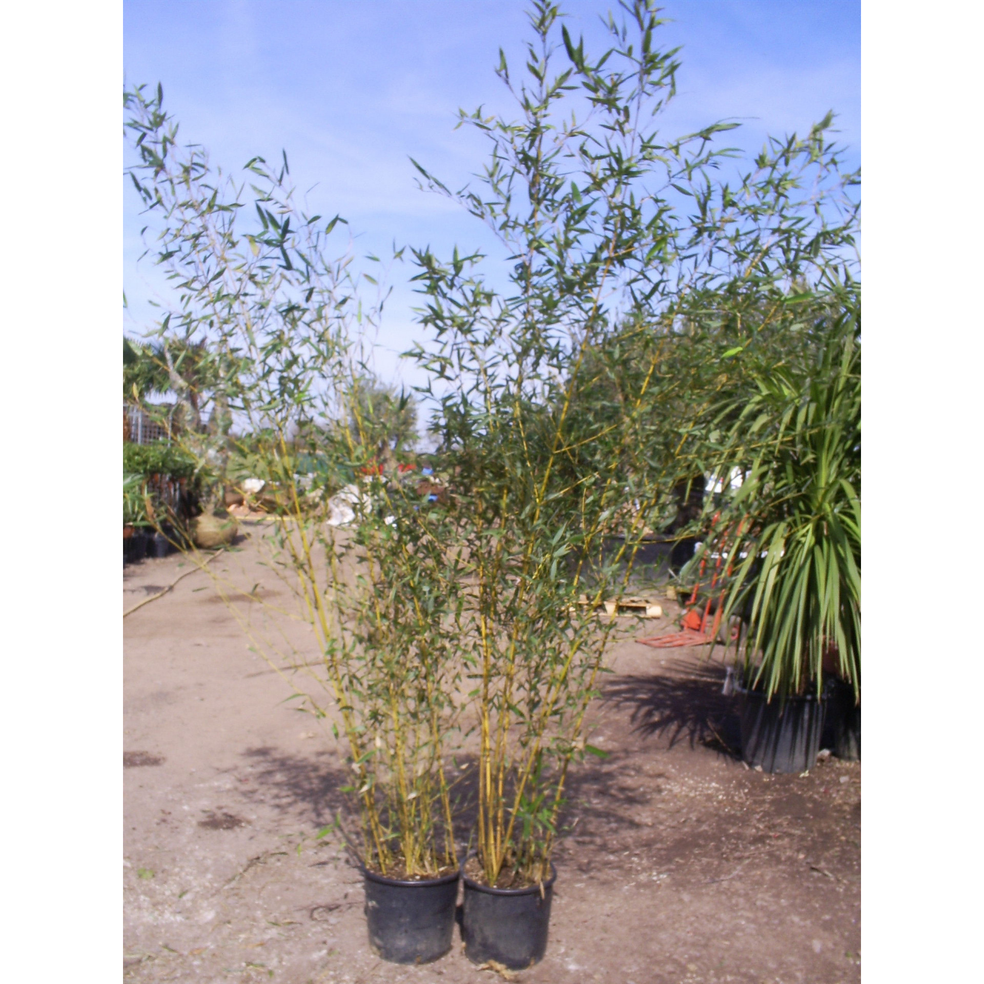 Bamboo Phyllostachys Aureosulcata Aureocaulis 230cm / 8ft including pot height