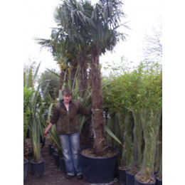 Trachycarpus Fortuneii Chusan Palm 160-180cm Trunk (Approx Total Height 300-335cm Including 65 litre Pot)