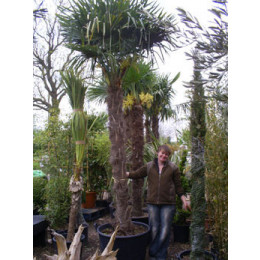 Trachycarpus Fortuneii Chusan Palm 180-200cm Trunk (Approx Total Height 330-350cm Including 65 litre Pot)