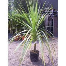 Cordyline Australis Cabbage Palm (Single Stem) 100-120cm planted total height