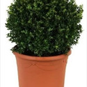 Ilex Crenata Japanese Holly Or Box Leaf Holly 30cm diameter