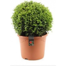 Ilex Crenata Japanese Holly Or Box Leaf Holly 30cm dia
