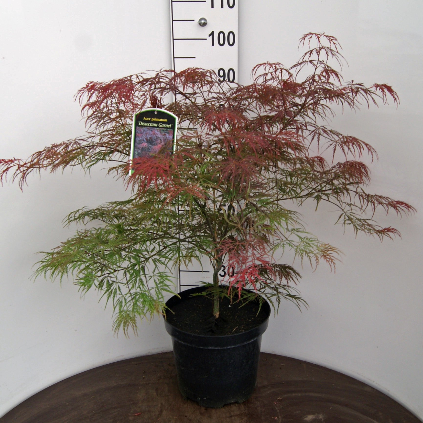 Acer Palmatum 'Dissectum Garnet', 60-80cm, 12L container