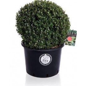 Ilex Crenata Japanese Holly Or Box Leaf Holly 50cm diameter