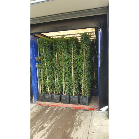 Hedging Element Prunus lus. 'Angustifolia' (100cm wide x 120cm tall x30cm deep) - SPECIAL OFFER WHILE STOCKS LAST