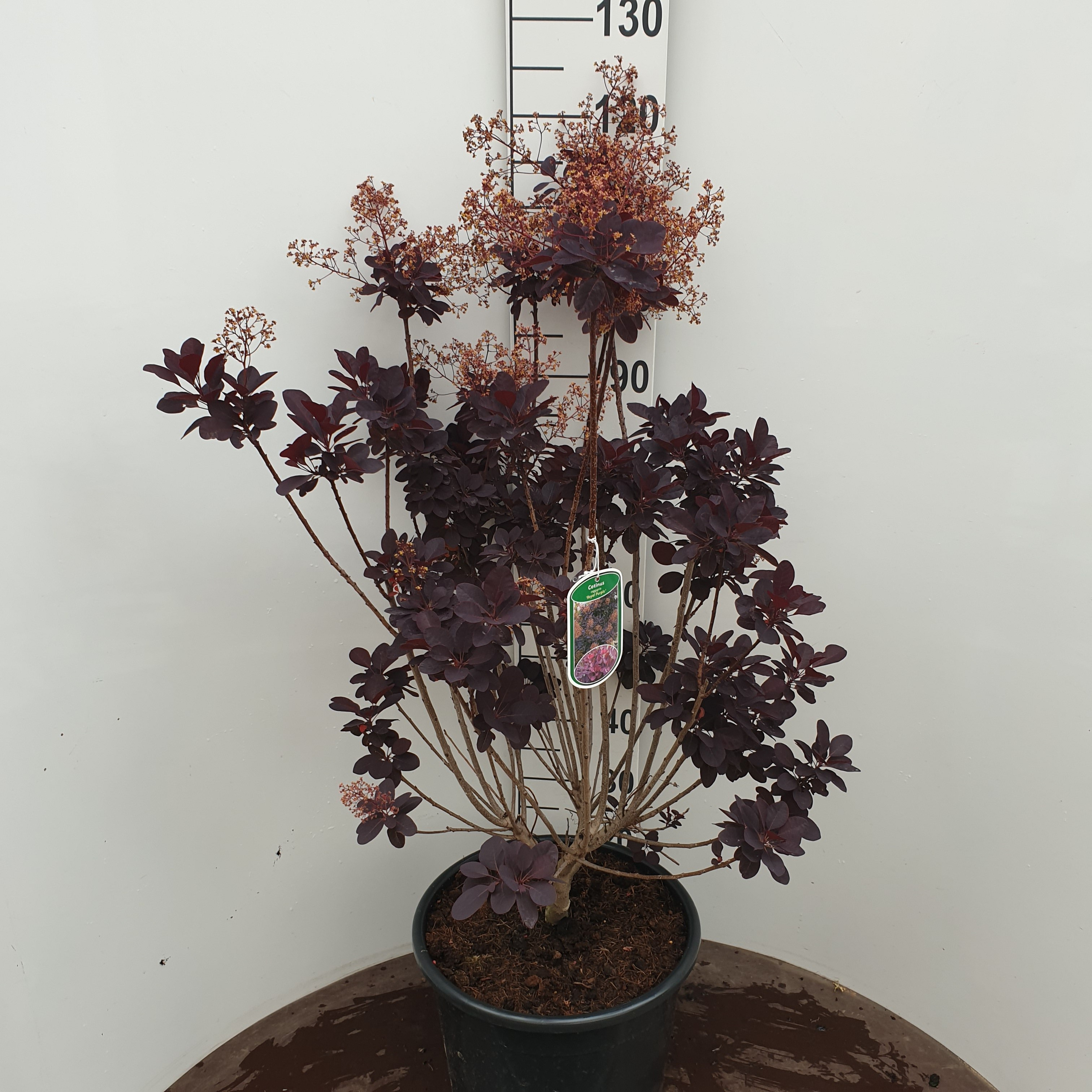 Cotinus Coggygria 'Royal Purple', 60-80cm, 10L container