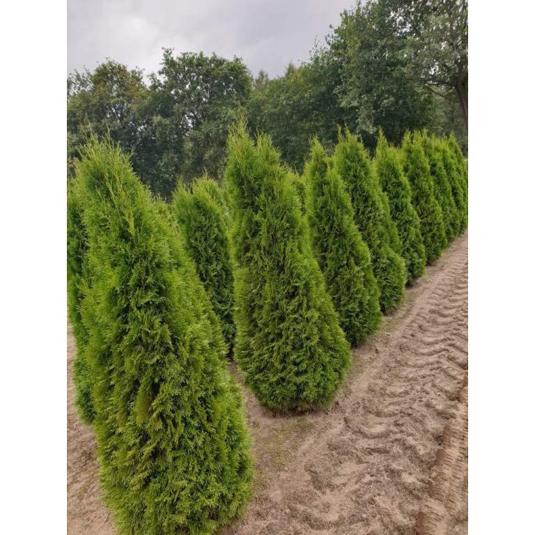 Thuja Occidentalis 'Smaragd' 150-175cm Rootballed - SOLD OUT