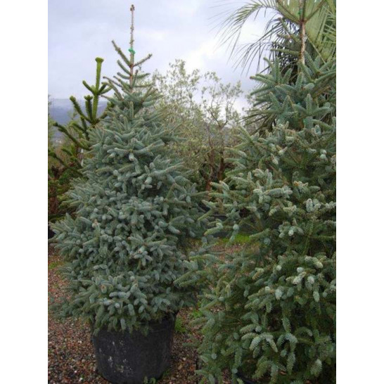 ABIES PINSAPO GLAUCA 175/200cm Planted Height