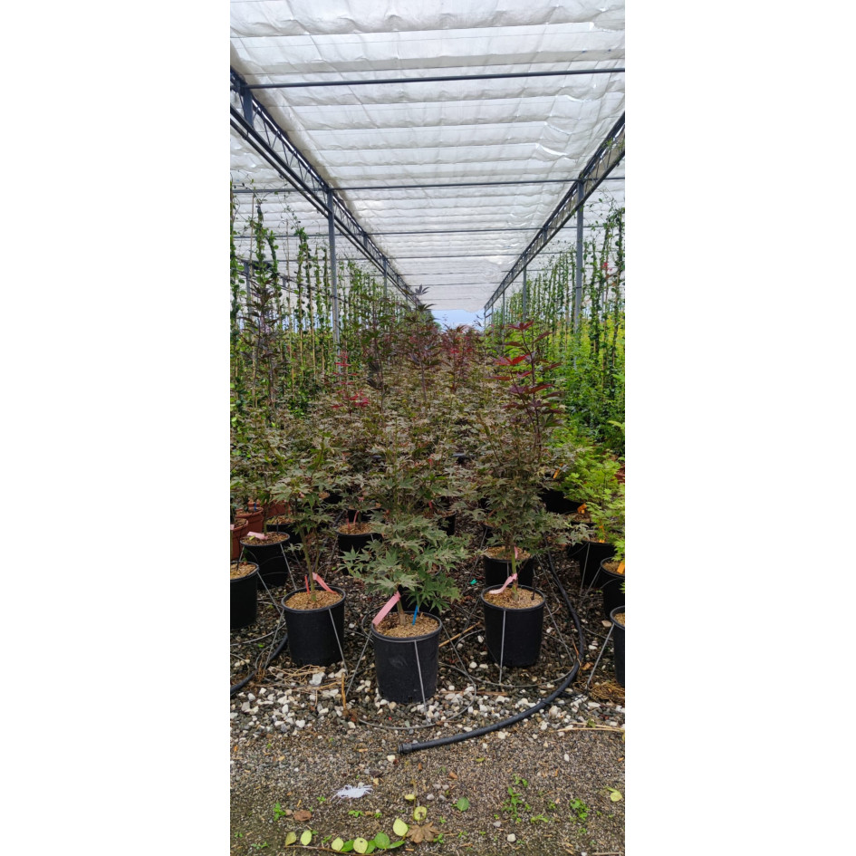 Acer Palmatum Bloodgood 100/120cm 12lt Pot