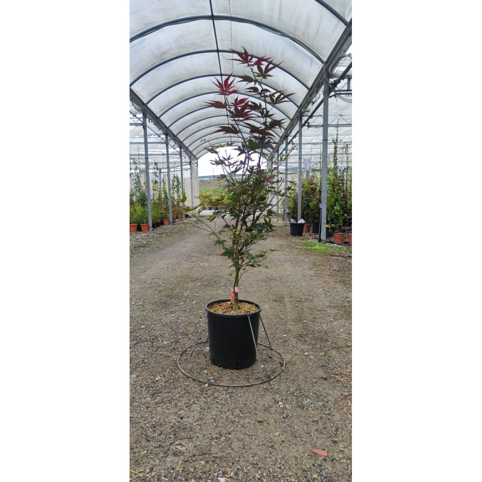 Acer Palmatum Bloodgood 100/120cm 12lt Pot