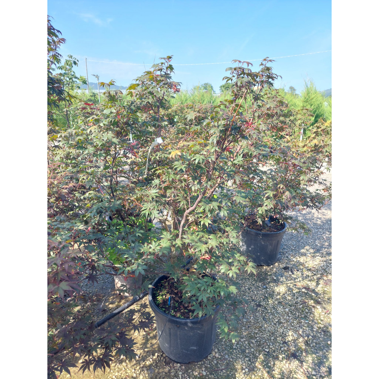 Acer Bloodgood Japanese Maple 4-5ft/120-150cm planted height