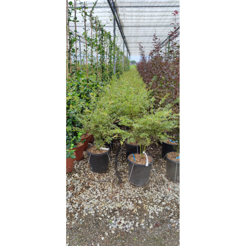 Acer Palmatum Butterfly 60/80cm 12lt Pot