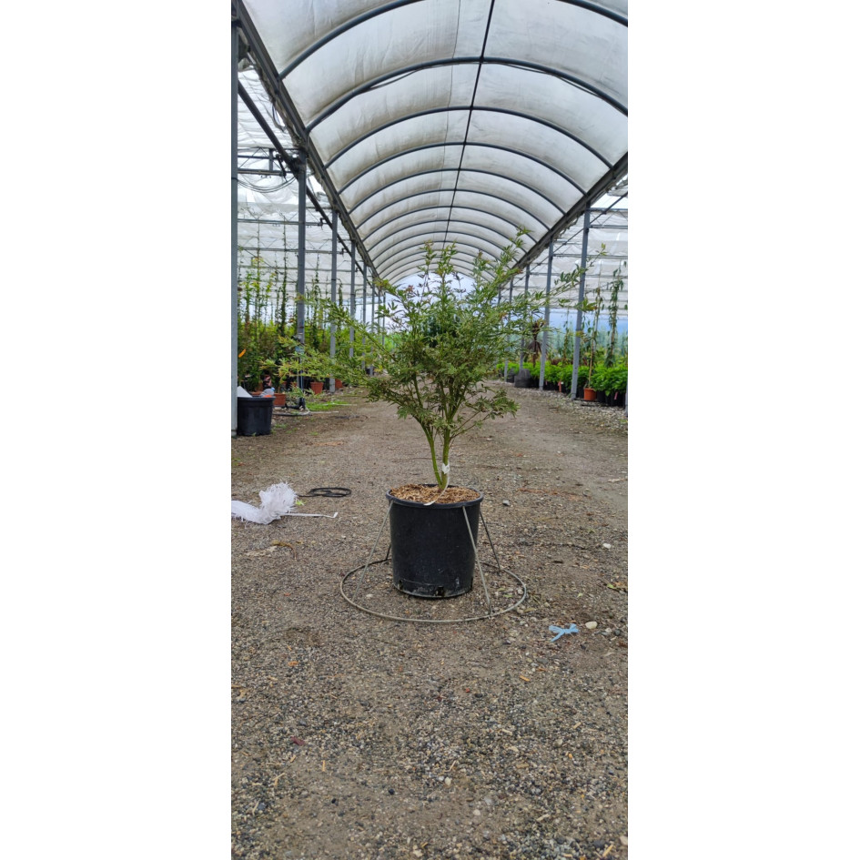 Acer Palmatum Butterfly 60/80cm 12lt Pot