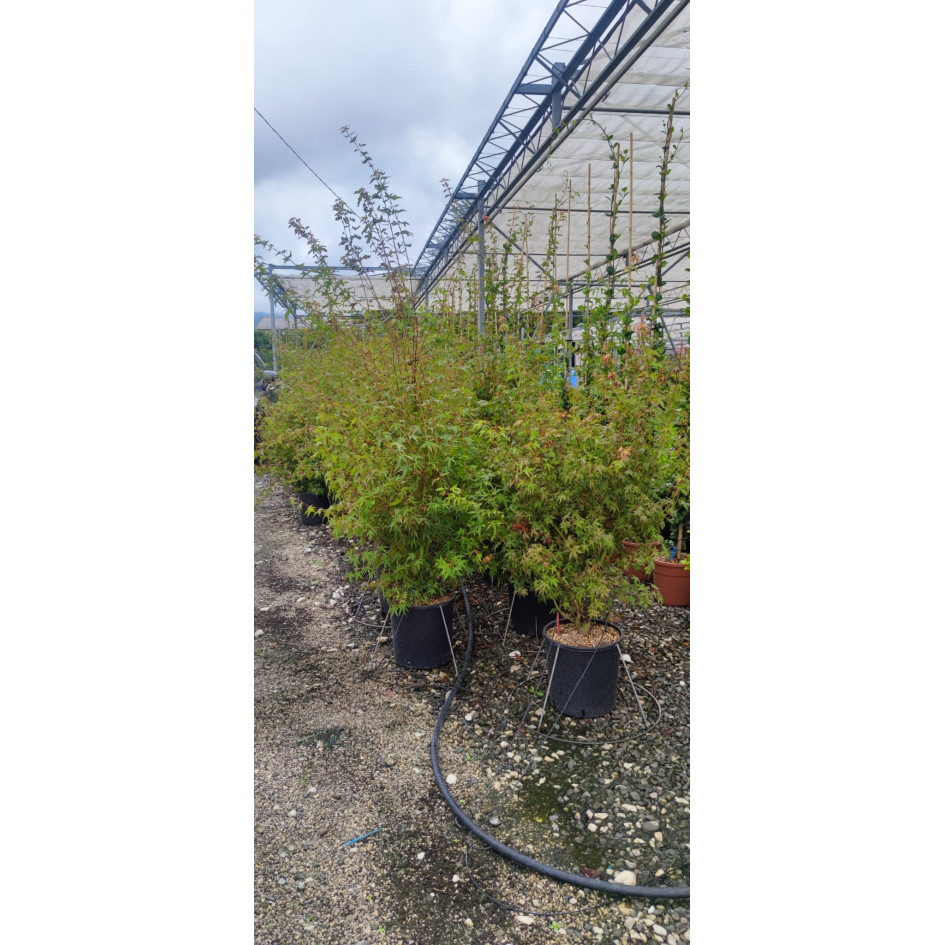 Acer Palmatum 125/150cm 18lt Pot