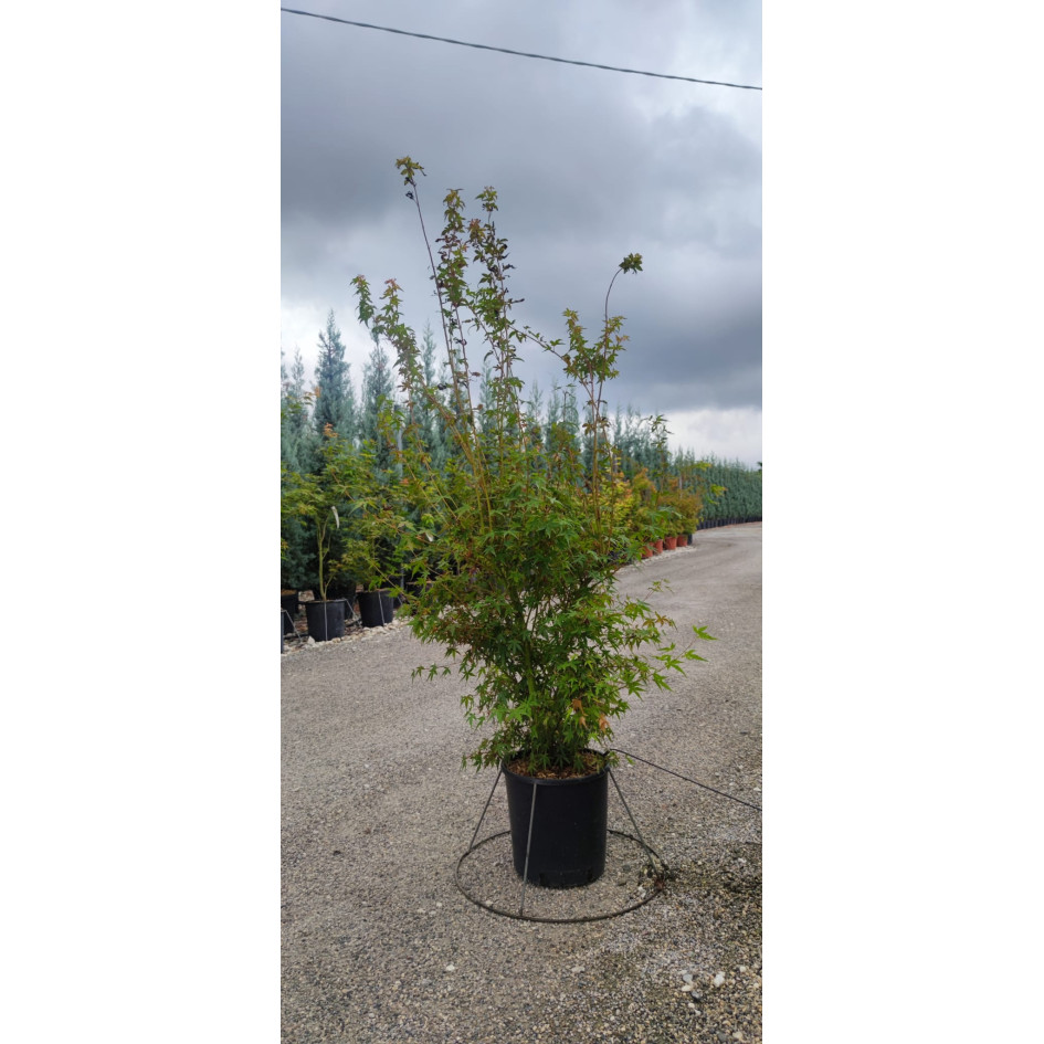 Acer Palmatum 125/150cm 18lt Pot