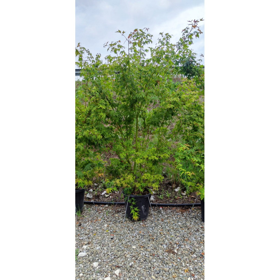 Acer Palmatum 150/175cm 30lt Pot