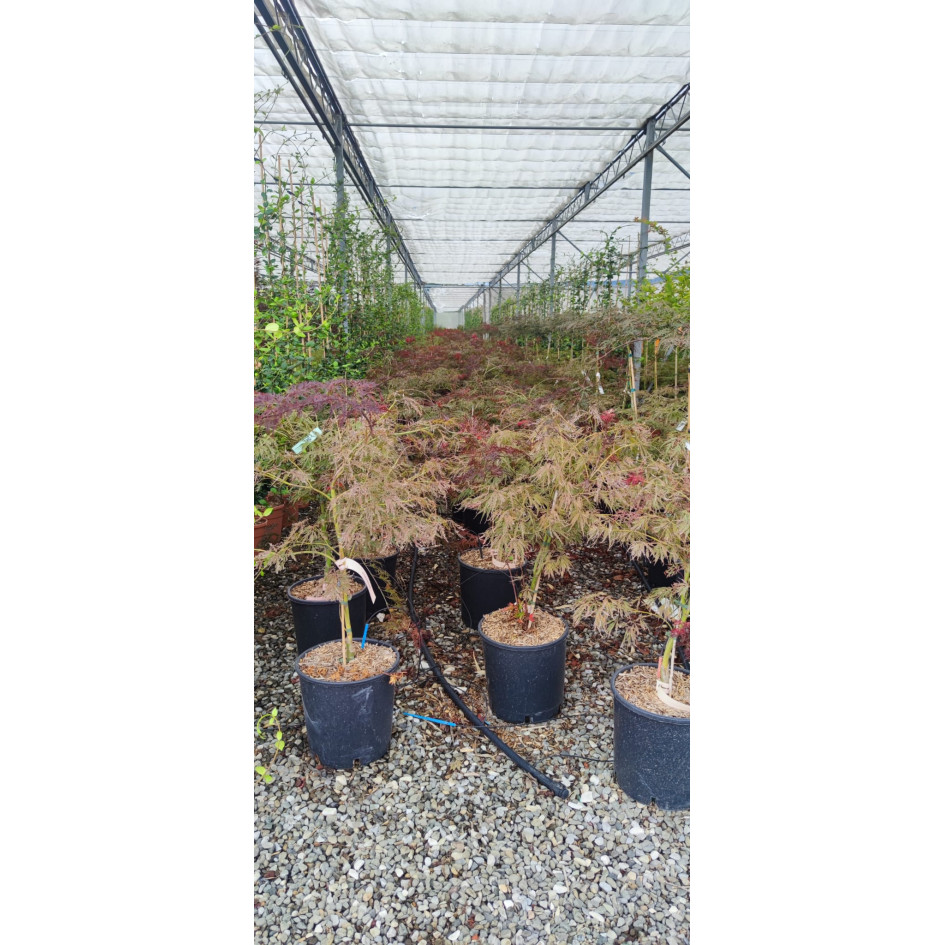 Acer Palmatum Dissectum Garnet, 60/80cm Stem, 100/120cm Head Diameter, 18lt Pot