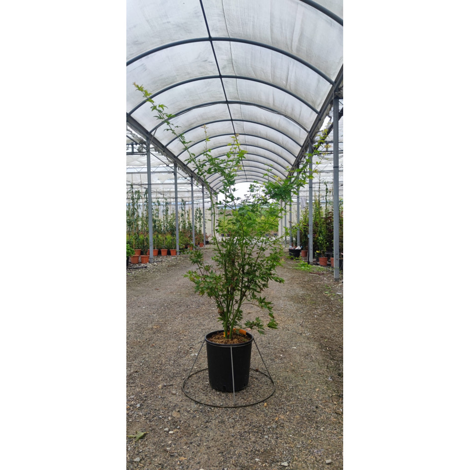 Acer Palmatum Orange Dream 100/120cm 12lt Pot