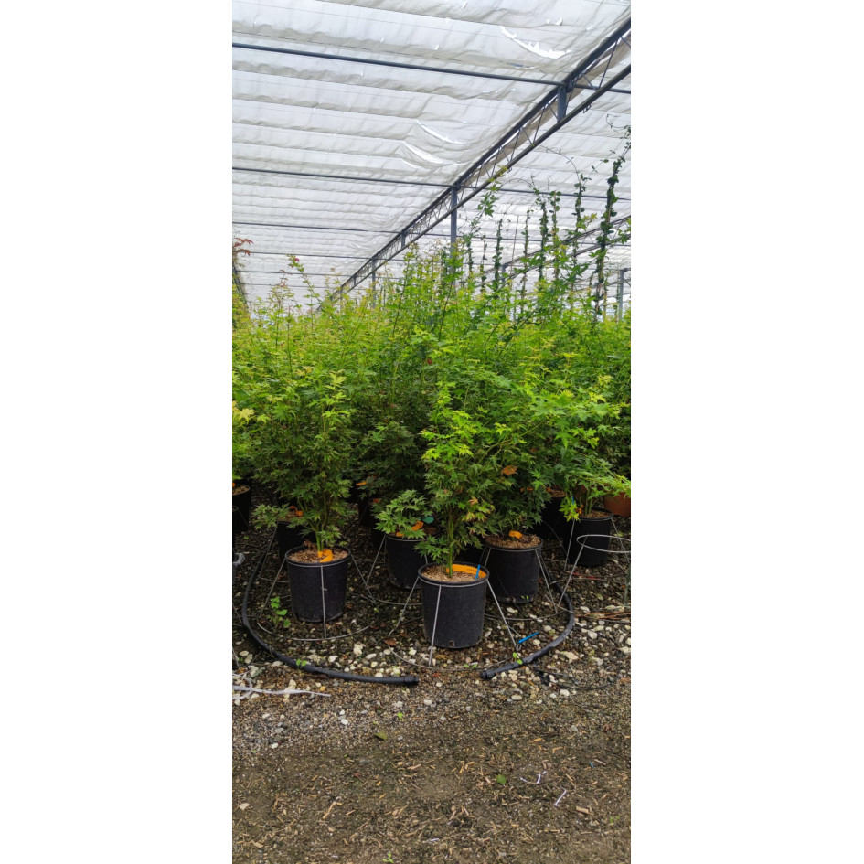 Acer Palmatum Orange Dream 100/120cm 12lt Pot