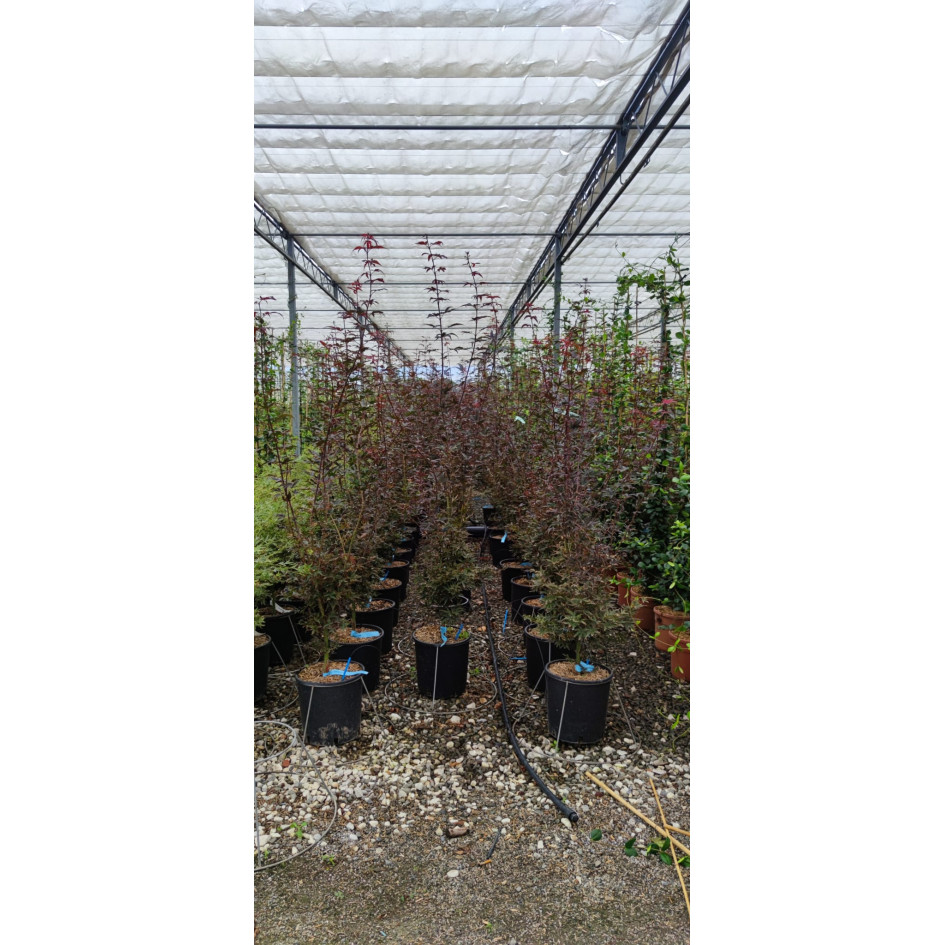 Acer Palmatum Skeeter's Broom 150/175cm 12lt Pot