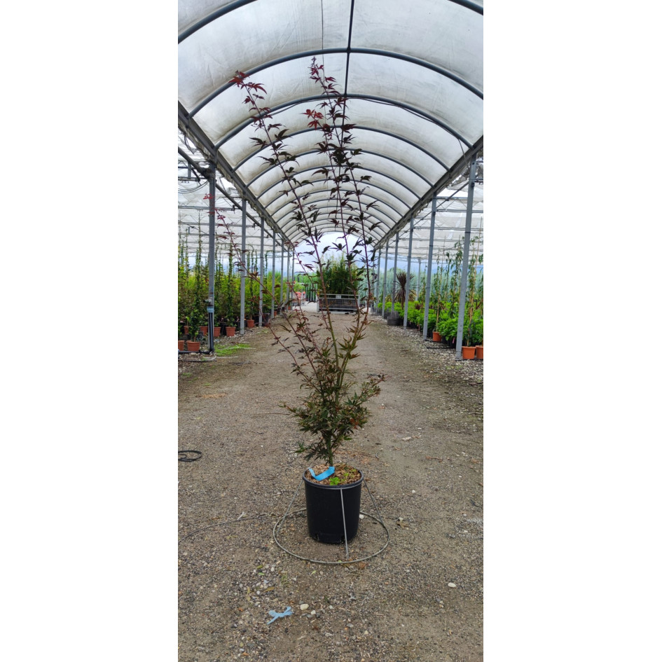 Acer Palmatum Skeeter's Broom 150/175cm 12lt Pot