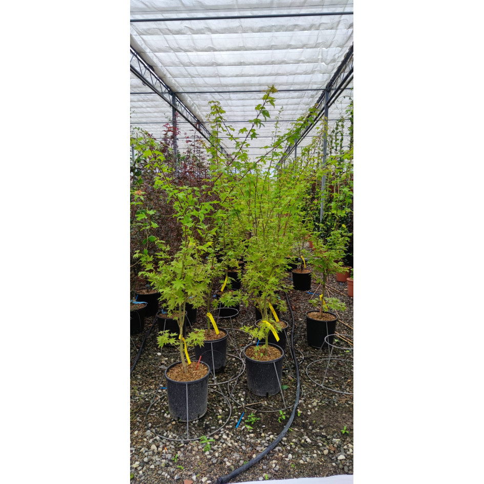 Acer Palmatum Summer Gold 150/175cm 12lt Pot