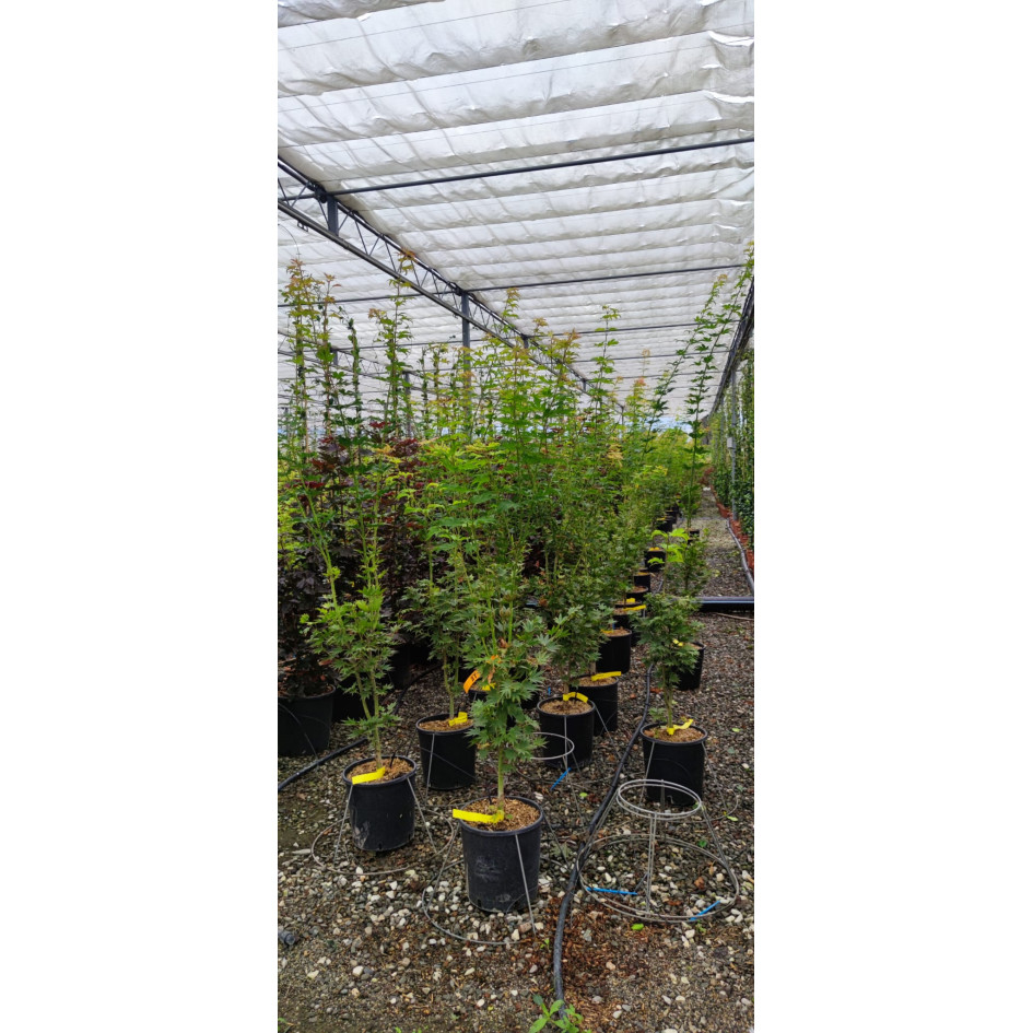 Acer Shirawasanum Jordan 150/175cm 12lt Pot